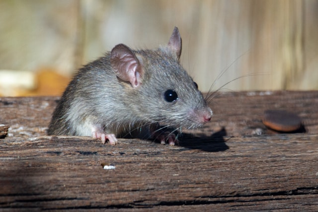 No More Nibbles: Essential Tips for Rodent-Proofing Your Home